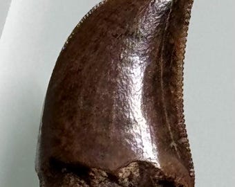 Tyrannosaurus juvenile fossil tooth - Hill County - Montana - USA!!!