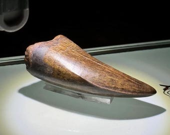 Gem-Quality Tyrannosaurus tooth - Hill County - Montana - USA!!!