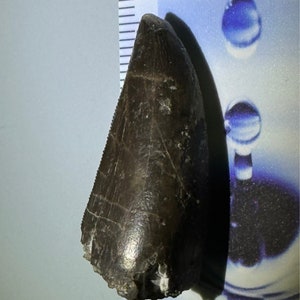 Allosaurus tooth fossil - Jurassic - Morrison Formation - USA - rare!!!