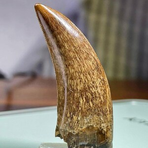 Peut inclure: Une dent de dinosaure fossilisée de forme incurvée et pointue. La dent est de couleur marron et beige avec une texture et des crêtes visibles. La pointe est lisse et polie, tandis que la base montre des signes d'usure. La dent est montée sur un support rectangulaire transparent.