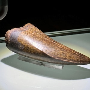 Tyrannosaurus tooth - Gem Quality - Hill County - Montana - USA!!!
