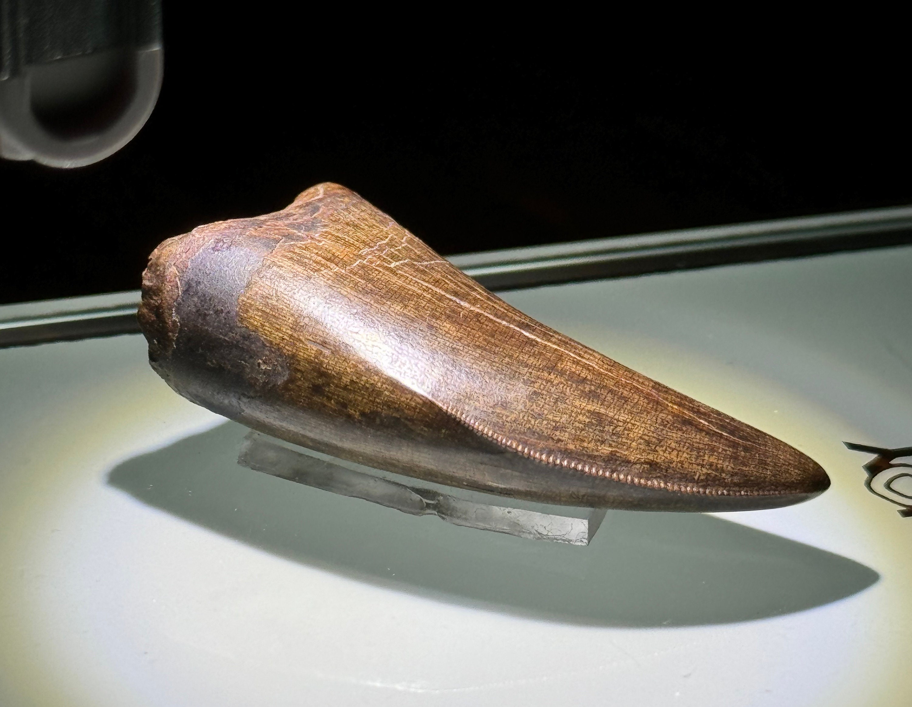 Tyrannosaurus tooth - Gem Quality - Hill County - Montana - USA!!!