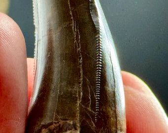 Tyrannosaurus Rex tooth - Wyoming - Lance (Creek) Formation - USA!!!!