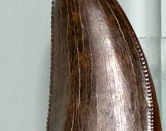 Può includere: Un dente fossilizzato con una superficie strutturata marrone scuro e una forma curva e appuntita. I bordi del dente presentano un distinto motivo seghettato lungo il lato curvo, che mostra un'usura naturale e dettagli mineralizzati visibili.