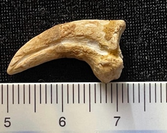 May include: A fossilized claw specimen with a curved, pointed shape and a textured, light tan surface. The claw is positioned directly above a white ruler, showing a length of approximately 1.5 inches from the base to the tip of the claw.