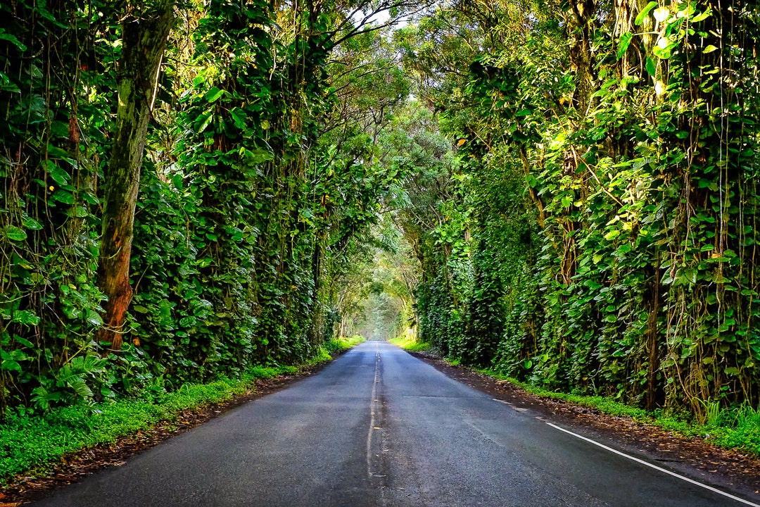 Metal/canvas Wall Art tree Tunnel kauai, Hawaii - Etsy