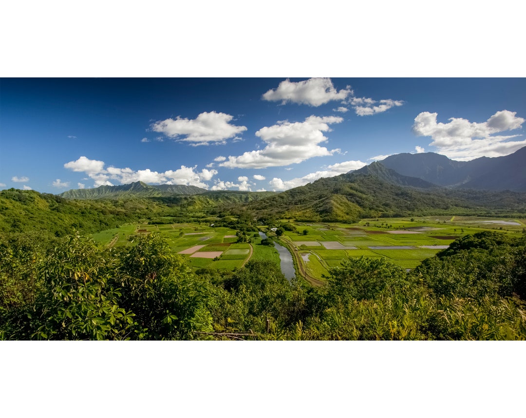 Metal/canvas Wall Art taro Fields kauai, Hawaii Etsy