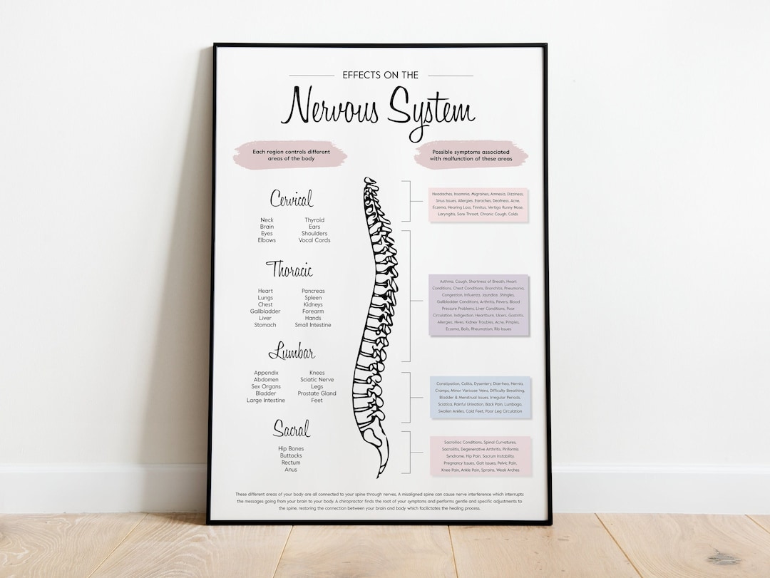 Chiropractic Nervous System Poster | Neutral Spine Art (digital ...