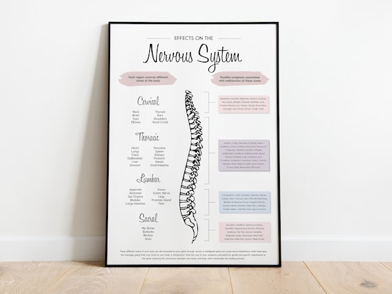 Neutral Chiropractic Art Prints | Nervous System Poster for Chiropractors | Chiropractic Poster