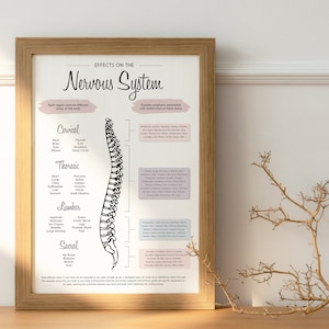 Pode incluir: Uma ilustra&ccedil;&atilde;o em preto e branco da coluna vertebral humana com r&oacute;tulos para cada se&ccedil;&atilde;o: Cervical, Tor&aacute;cica, Lombar, Sacral. Cada se&ccedil;&atilde;o &eacute; rotulada com as partes correspondentes do corpo afetadas pelo sistema nervoso. O t&iacute;tulo da ilustra&ccedil;&atilde;o &eacute; "Efeitos no sistema nervoso".