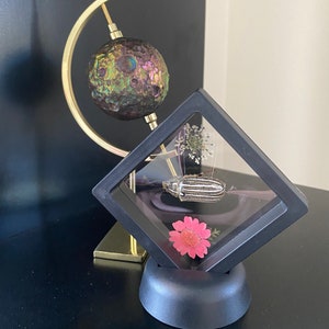 Framed Bugs - Click Through