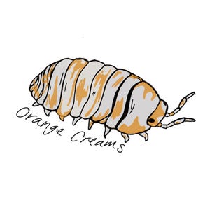 Puede incluir: Una ilustración de dibujos animados de un bicho bola naranja y blanco con el texto "Orange Creams" debajo.