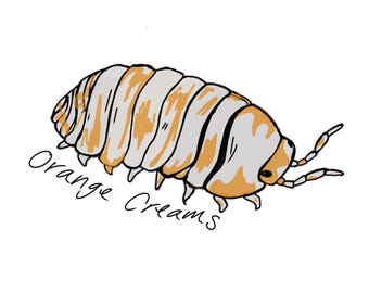 May include: A digital illustration of an isopod with a segmented body featuring alternating light gray and orange stripes. The creature has two antennae extending from the front. The text "Orange Creams" is written in black cursive below the isopod.