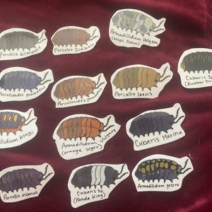 Isopod Etiketten