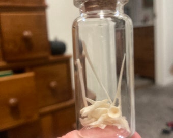 Bone Jars