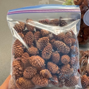 May include: A clear plastic resealable storage bag filled with numerous small, brown, textured pinecones. The bag features a blue and purple zipper seal at the top, containing a collection of natural, woody, cone-shaped botanical items.