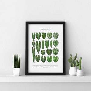 May include: A black framed print with a white background featuring a botanical illustration of 20 different Philodendron leaves. The leaves are arranged in rows and labeled with numbers. The title "Philodendron Vol. 1" is at the top of the print.