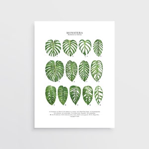 May include: A chart of 13 different Monstera leaf shapes, with each leaf labeled with a number. The chart includes the scientific names for each leaf type, including M. deliciosa, M. adansonii, M. obliqua, and M. siltepecana. The chart is titled "Monstera" and includes the text "Illustration by subaway" and "Copyright © 2022".