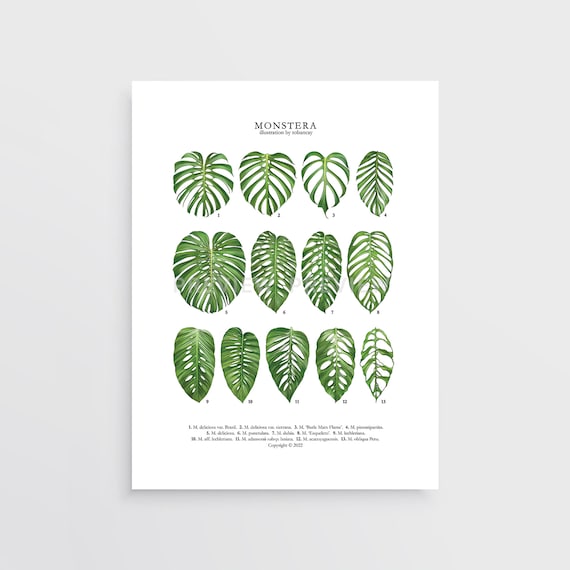 Monstera Print by Tobancay - Digital Download | Botanical Art, Interior  Design, Plant Wall Art - Etsy Israel