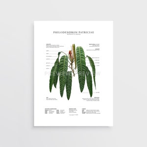 Philodendron patriciae Druck von Tobancay - Digital Download | Botanische Kunst, Innendekoration, Pflanzenwandkunst