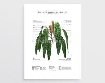 Philodendron patriciae Print by Tobancay - Digital Download | Botanical art, interior design, plant wall art