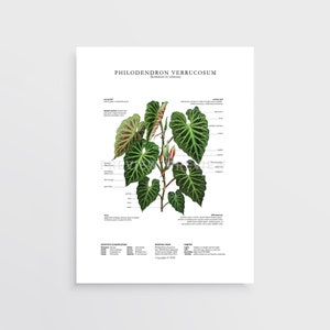 Impression de Philodendron verrucosum par Tobancay - téléchargement numérique | Art botanique, décoration d&#39;intérieur, art mural végétal