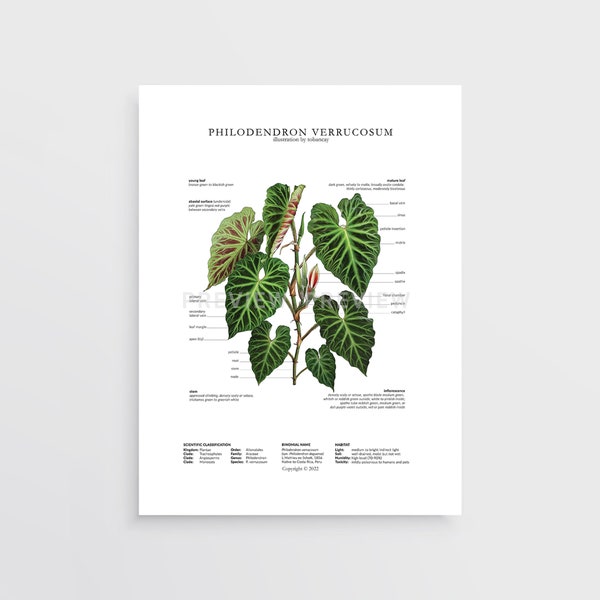 Philodendron verrucosum Print by Tobancay - Digital Download | Botanical art, interior design, plant wall art