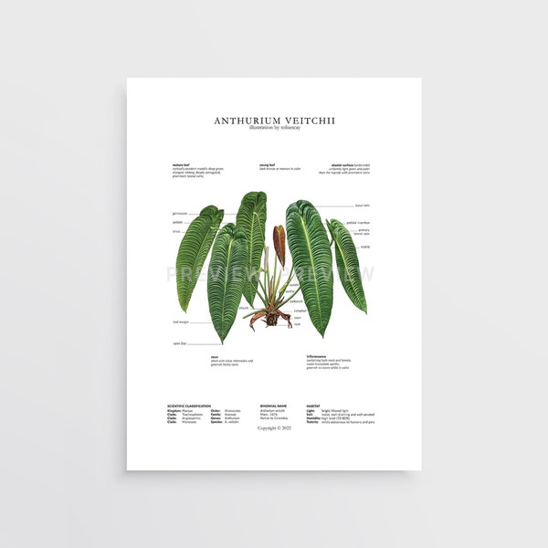 Anthurium veitchii Print by Tobancay - Digital Download | Botanical art, interior design, plant wall art