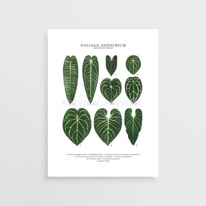 Blätter Anthurium Druck von Tobancay - Digital Download | Botanische Kunst, Innendekoration, Pflanzenwandkunst