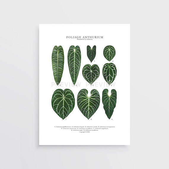 Foliage Anthurium Print by Tobancay - Digital Download | Botanical Art,  Interior Design, Plant Wall Art - Etsy