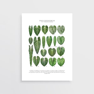 Philodendron Print by Tobancay - Digital Download | Botanical art, interior design, plant wall art