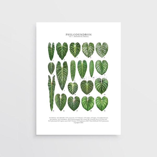 Philodendron Print de Tobancay - Descarga digital / Arte botánico, diseño de interiores, arte de pared vegetal