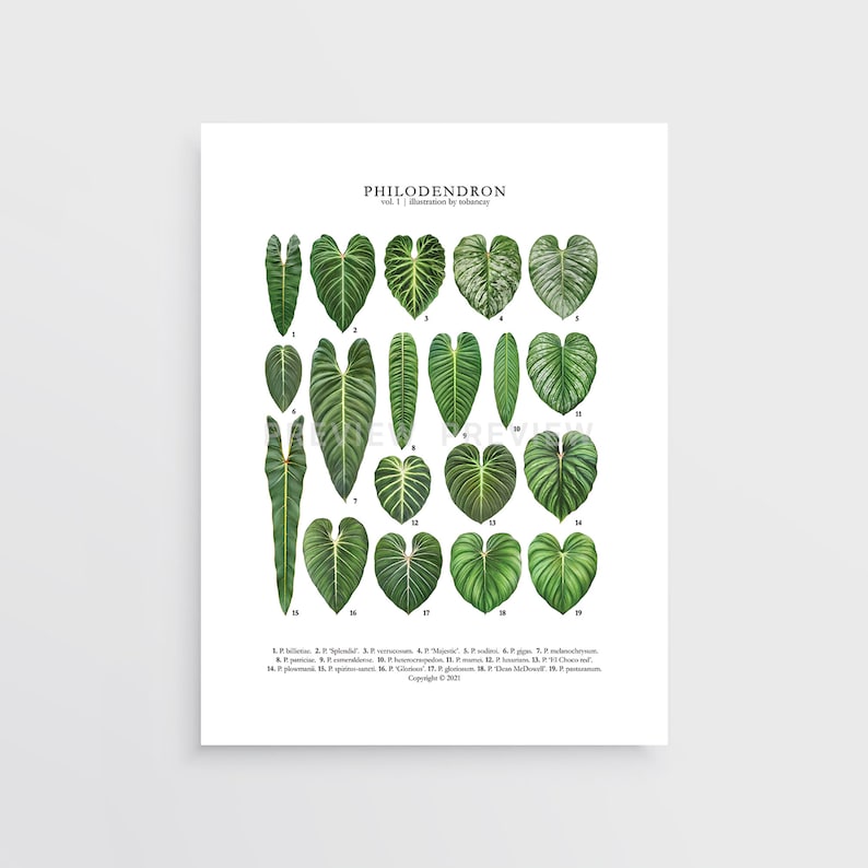 May include: A botanical illustration poster featuring 19 different types of Philodendron leaves, labeled with their scientific names. The poster has a white background and is titled "Philodendron, Vol. 1, Illustrations by Botany".