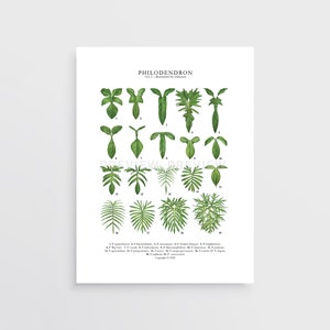 Lobed Philodendron Print by Tobancay - Digital Download | Botanical art, interior design, plant wall art