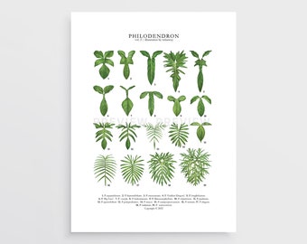 Lobed Philodendron Print by Tobancay - Digital Download | Botanical art, interior design, plant wall art