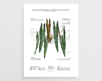 Philodendron spiritus-sancti Print by Tobancay - Digital Download | Botanical art, interior design, plant wall art