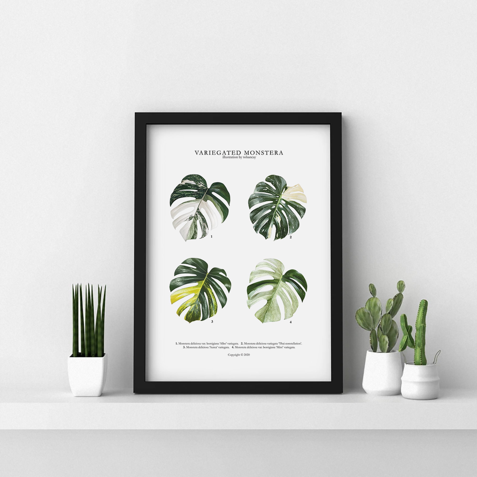 pothos philodendron plants Buy Heartleaf Pothos, Philodendron, in Cairo, Egypt main image 0