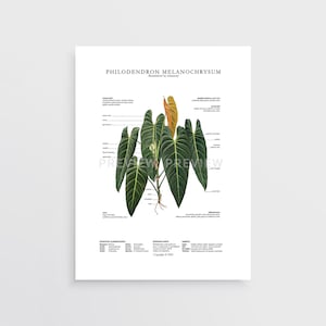 Philodendron melanochrysum Print by Tobancay - Digital Download | Botanical art, interior design, plant wall art