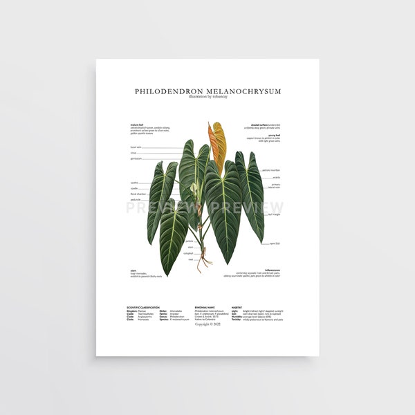 Philodendron melanochrysum Print by Tobancay - Digital Download | Botanical art, interior design, plant wall art