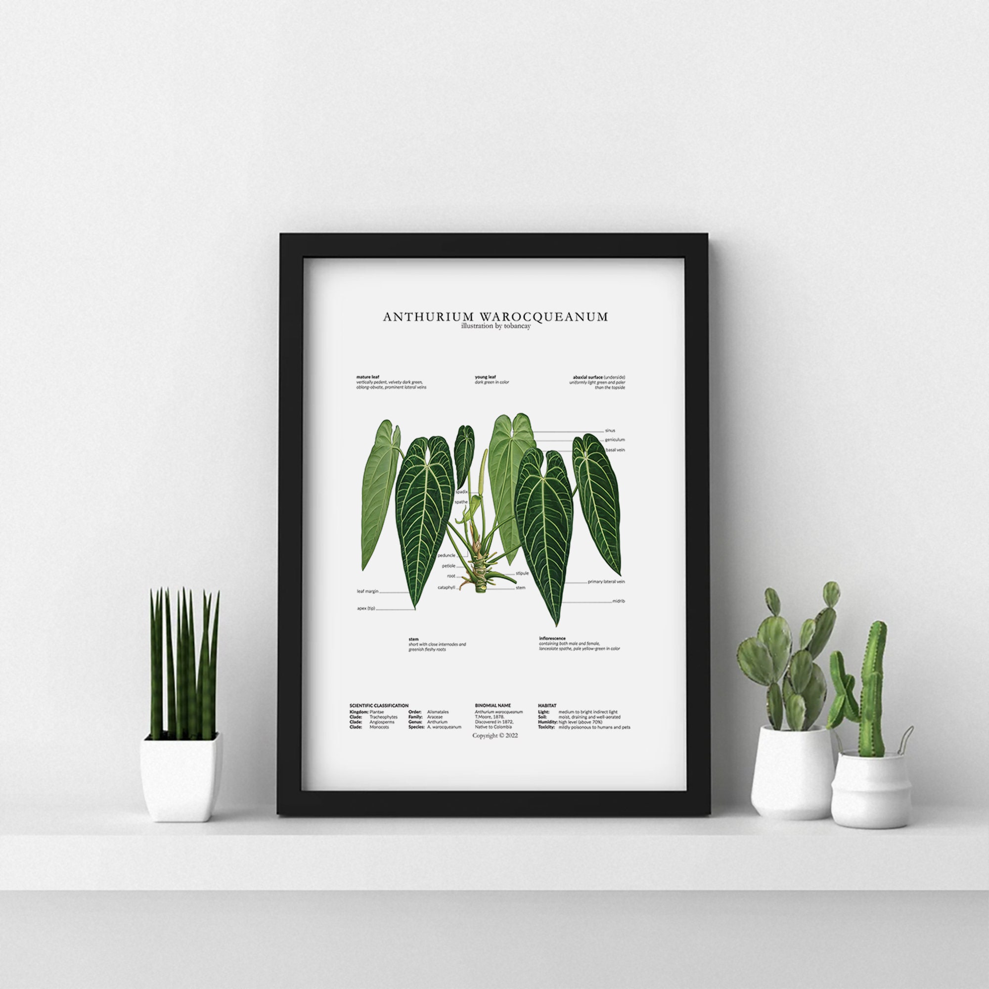 Anthurium Warocqueanum Print by Tobancay - Digital Download