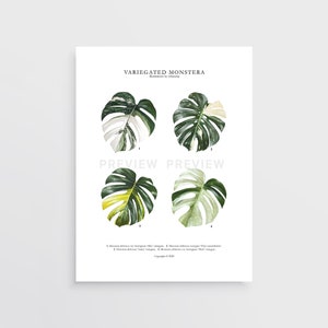 May include: A printable poster featuring four illustrations of variegated Monstera deliciosa leaves. The poster includes the text "VARIEGATED MONSTERA" and "PREVIEW" along with the names of the different varieties of Monstera.