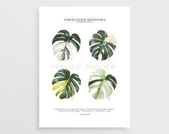 Variegated Monstera deliciosa Print by Tobancay - Digital Download | Botanical art, interior design, plant wall art