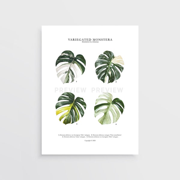 Stampa variegata Monstera deliciosa di Tobancay - Download digitale / Arte botanica, interior design, arte murale vegetale