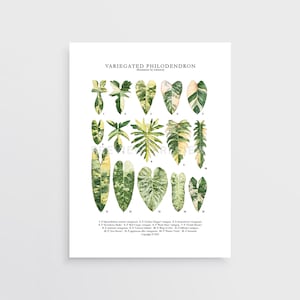 Variegated Philodendron Print by Tobancay - Digital Download | Botanical art, interior design, plant wall art