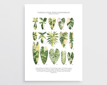 Variegated Philodendron Print by Tobancay - Digital Download | Botanical art, interior design, plant wall art