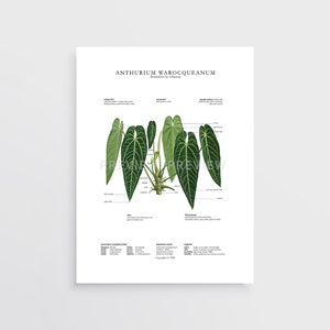 Anthurium warocqueanum Impression par Tobancay - Téléchargement numérique | Art botanique, décoration d&#39;intérieur, art mural végétal