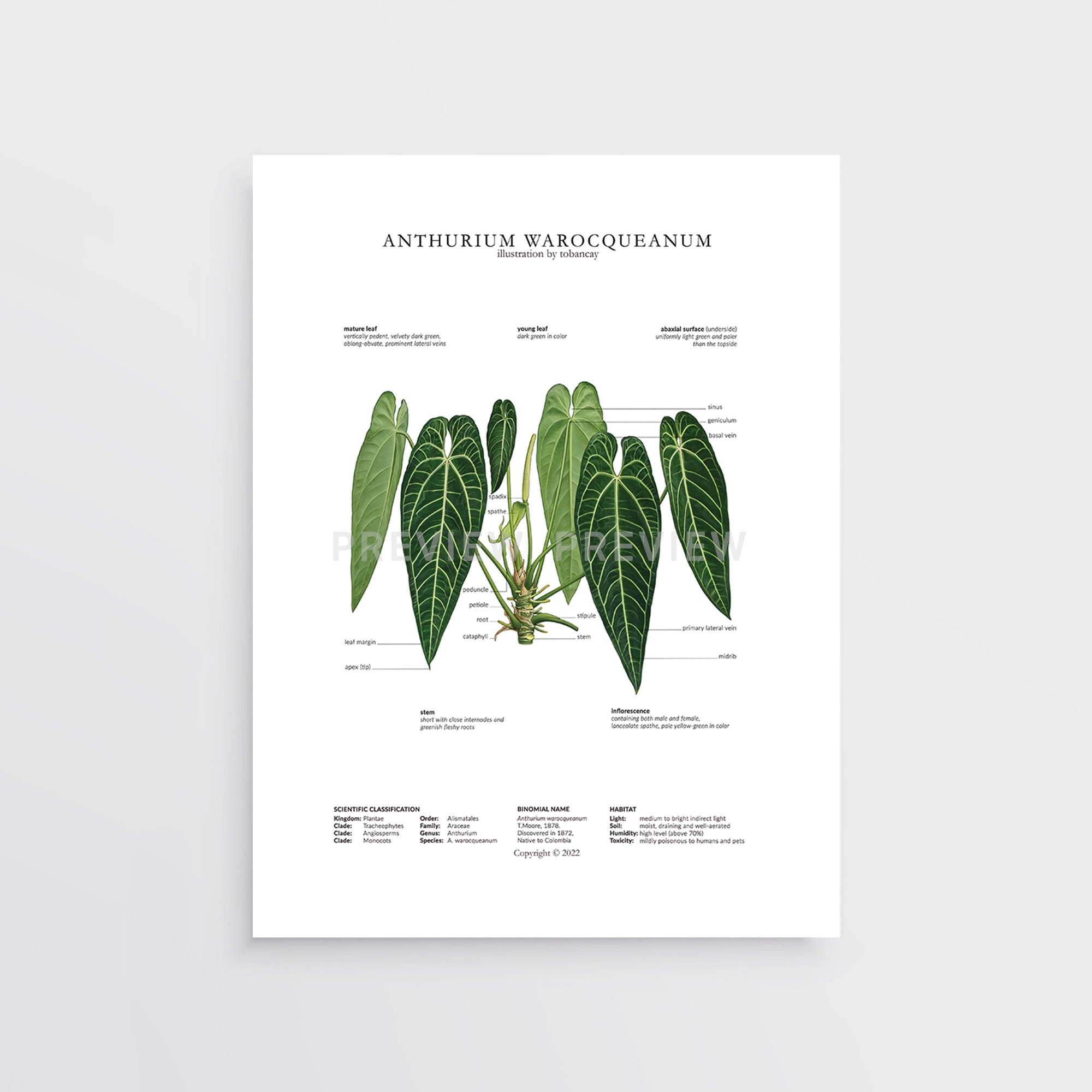 その他 1980s Taro & Anthurium Tropical Carving Anthurium Warocqueanum Print by Tobancay - Digital Download