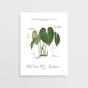 May include: Botanical illustration of a Philodendron Gloriosum plant with labeled parts, including the mature leaf, petiole, spadix, spathe, peduncle, and rhizome. The illustration is titled "Philodendron Gloriosum" and includes the text "Illustration by sulanway" and "Copyright © 2020".