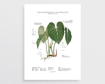 Philodendron gloriosum Print by Tobancay - Digital Download | Botanical art, interior design, plant wall art