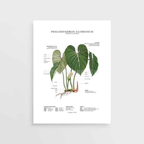 Philodendron gloriosum Print by Tobancay - Digital Download | Botanical art, interior design, plant wall art